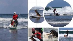 Campeonato de surf para perros